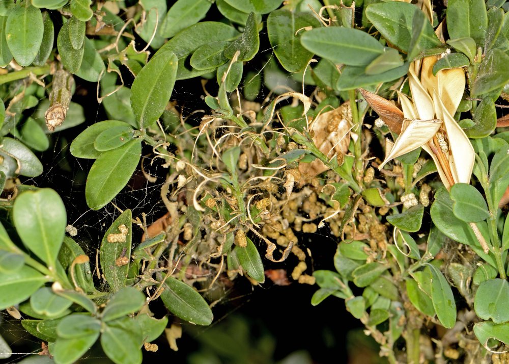 Schadbild Buchsbaumzünsler (© Schrameyer)